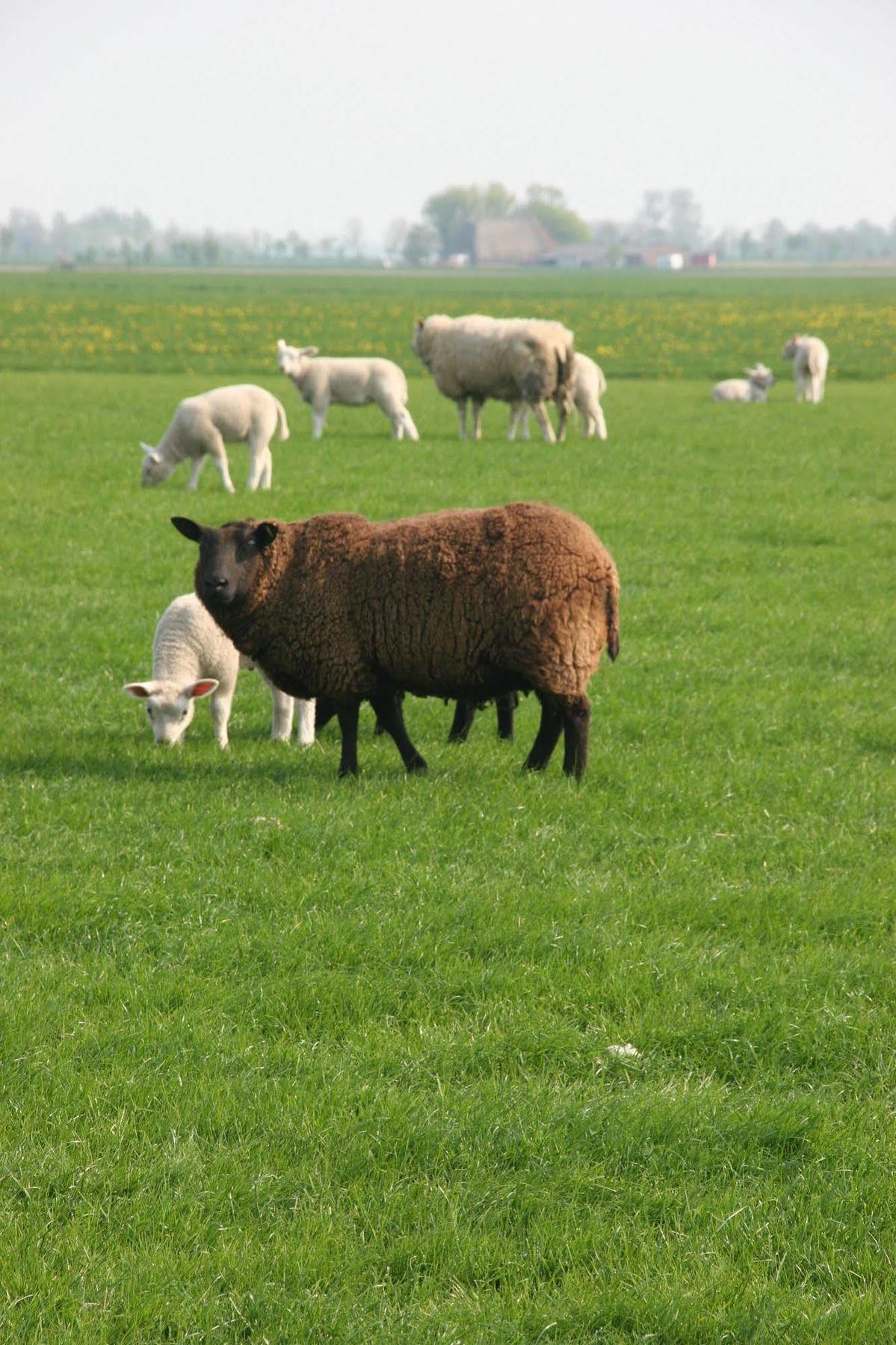 Countryside Eco Natuurhuisjes Ee Luaran gambar
